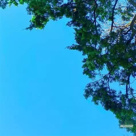 rosewither New Samples WAV-FANTASTiC